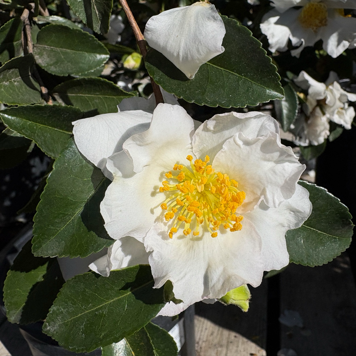 Setsugekka Camellia