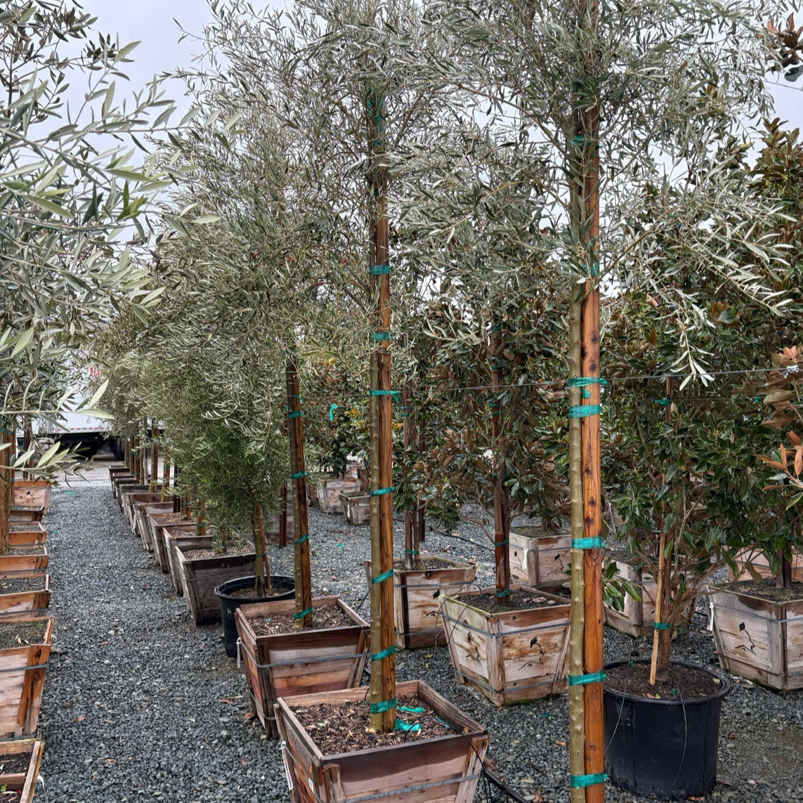 Olive Trees - Majestic Beauty