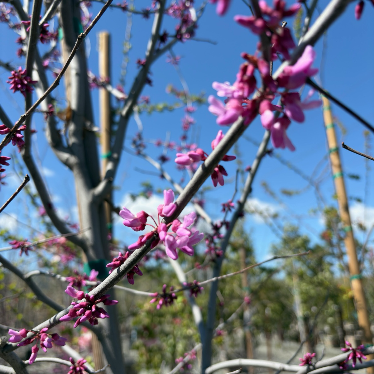 Hearts of Gold Eastern Redbud