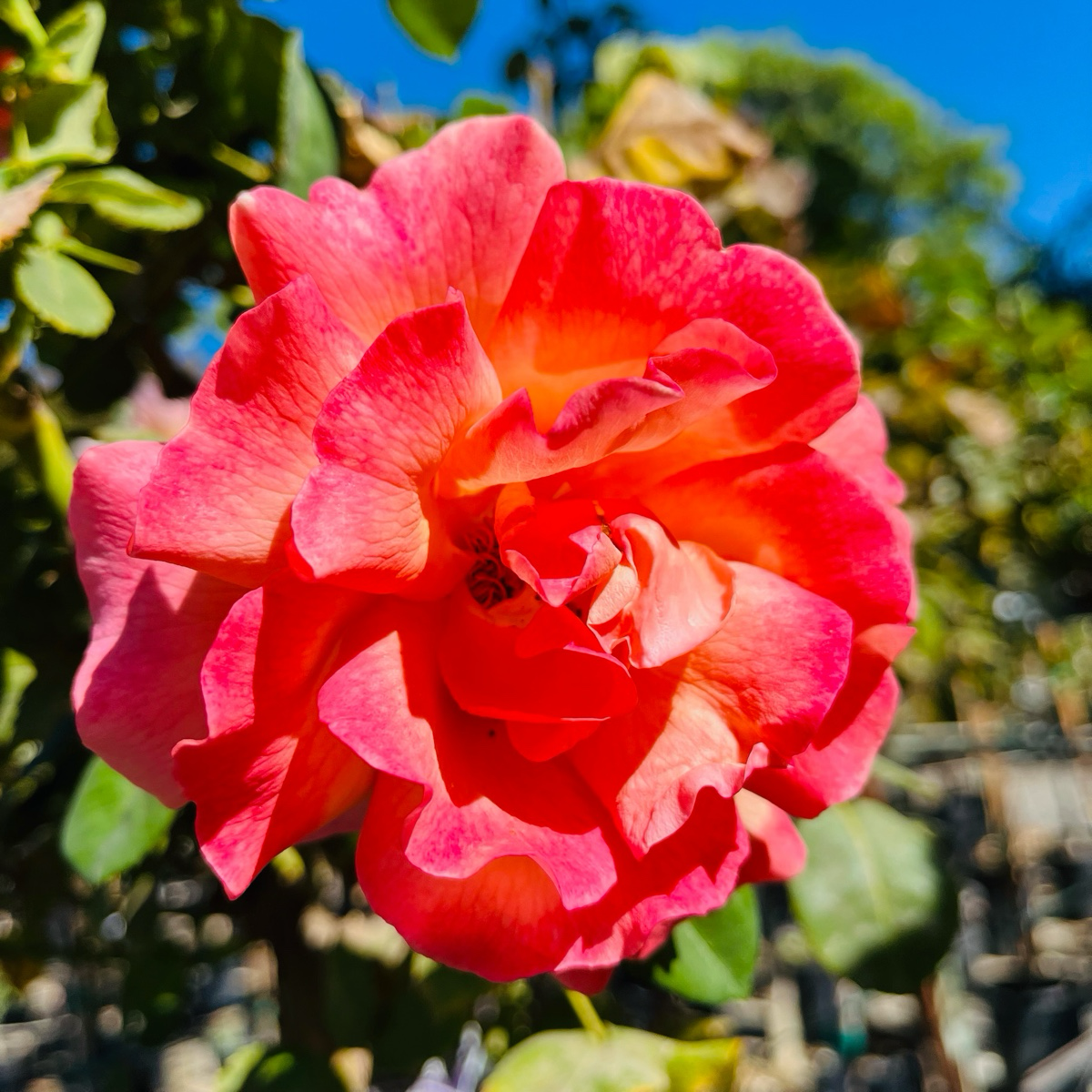 Easy Does It® Rose