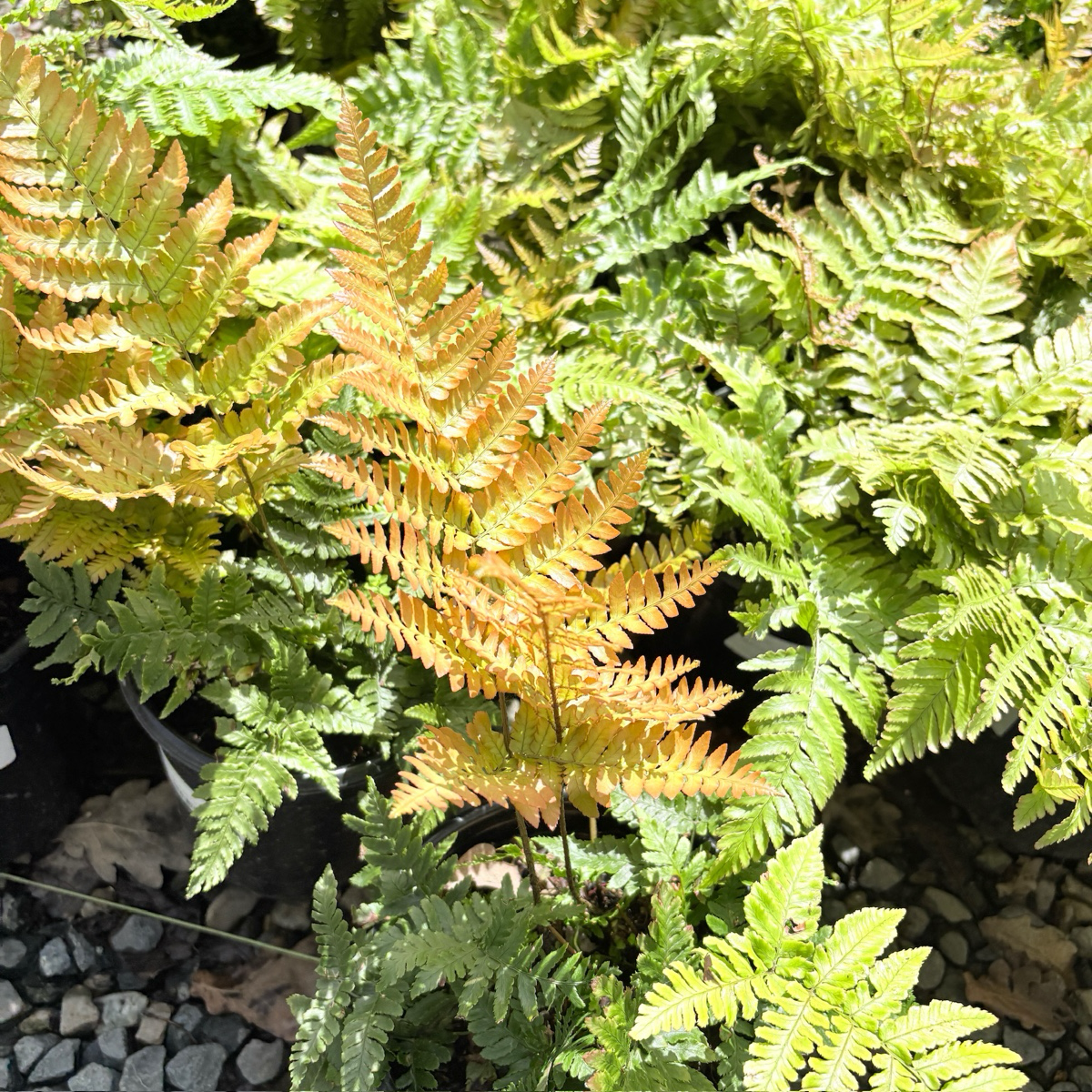 Brilliance Autumn Fern