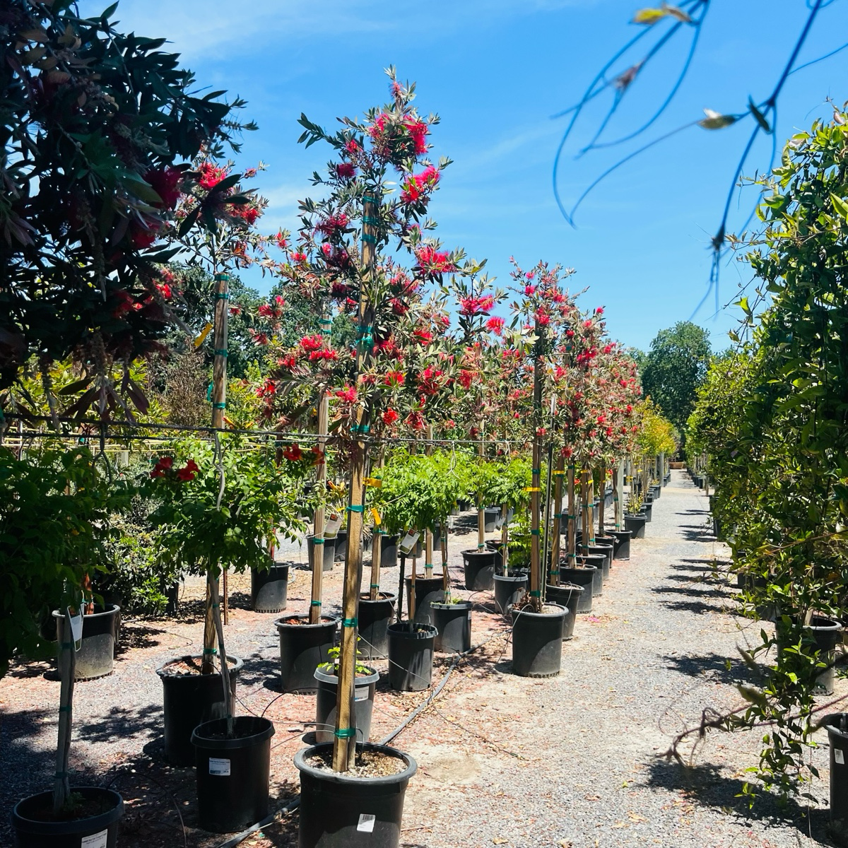 Bottlebrush Patio、Lemon Bottlebrush