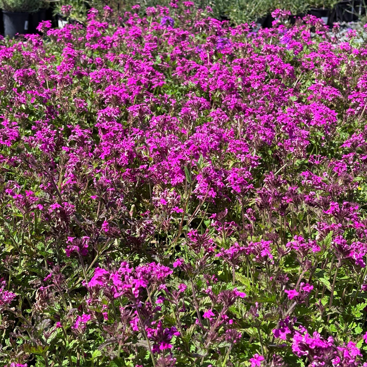 Homestead Hot Pink Verbena