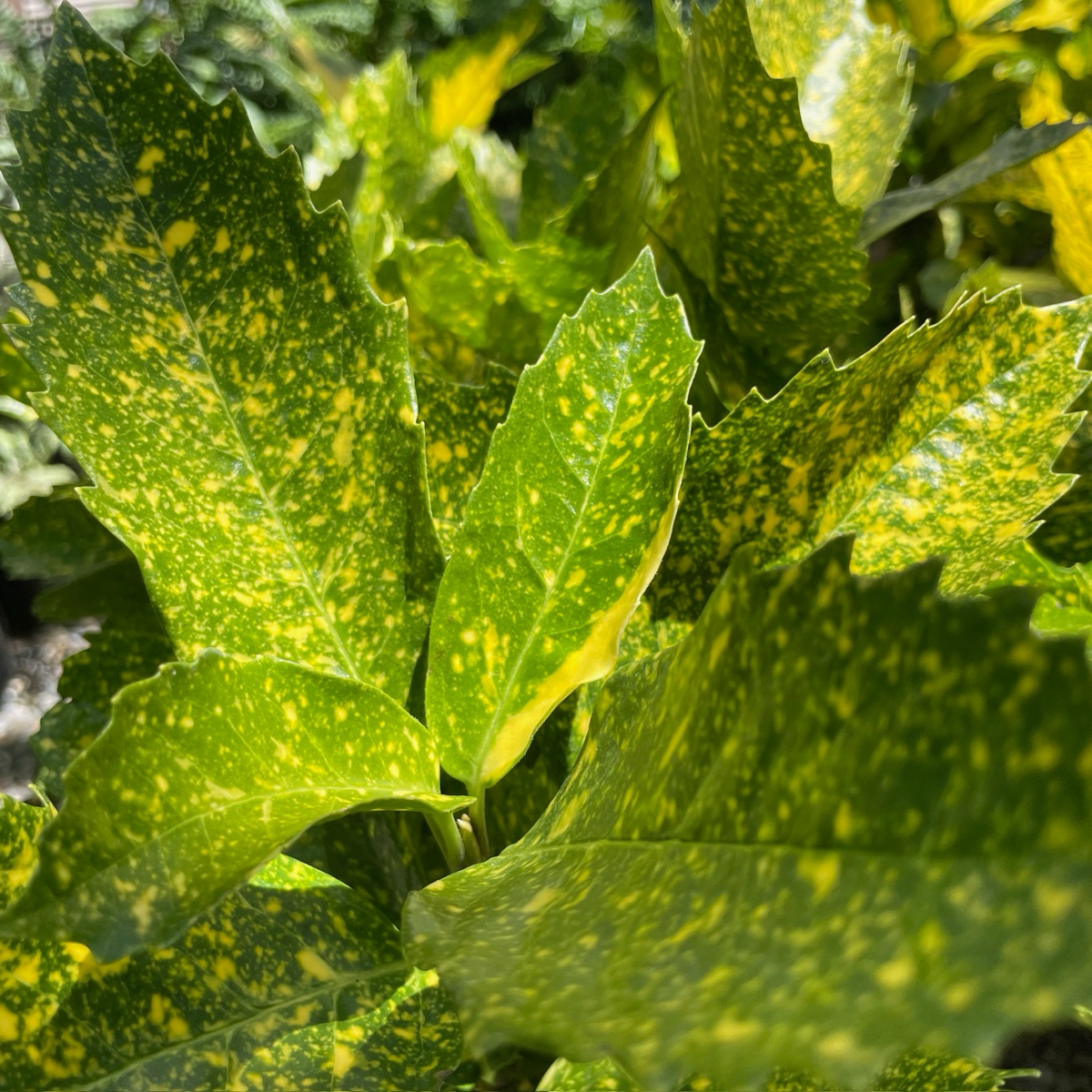Spotted Laurel