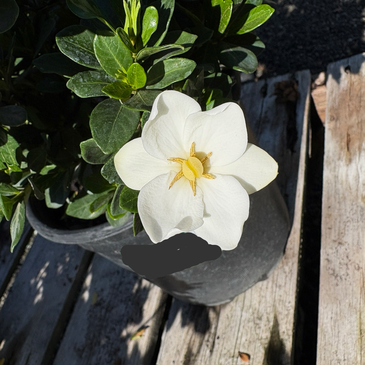 Star Gardenia / Garden Star