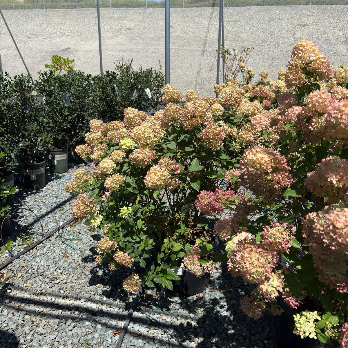 Limelight Panicle Hydrangea