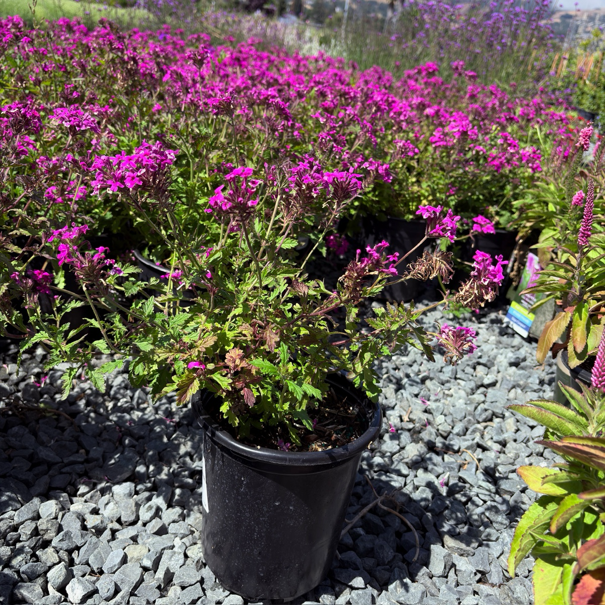 Homestead Hot Pink Verbena