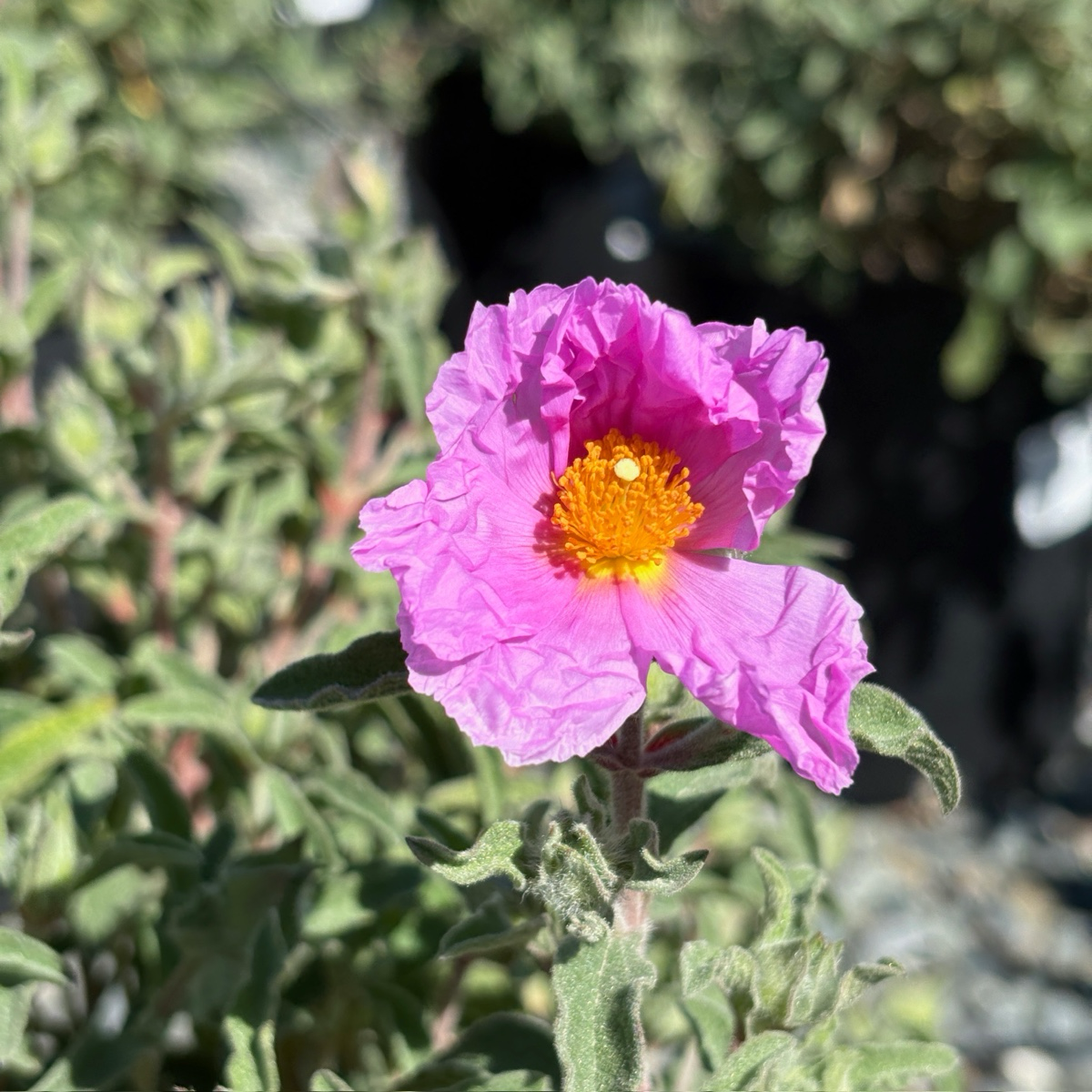 Little Miss Sunshine Rockrose