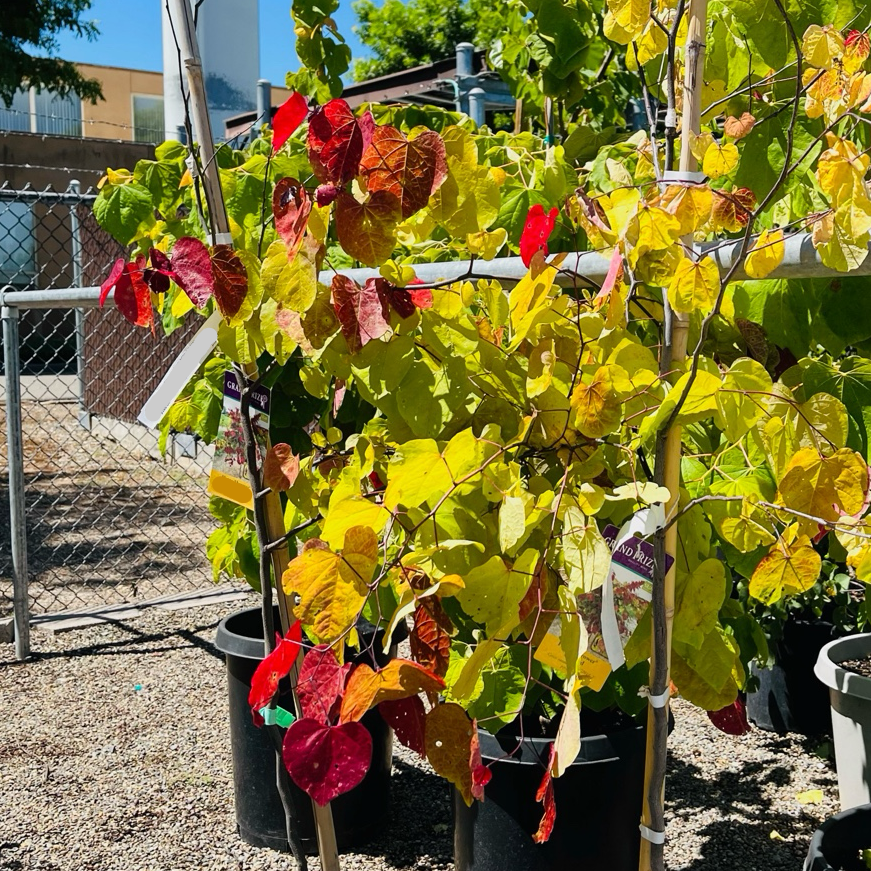 Hearts of Gold Eastern Redbud