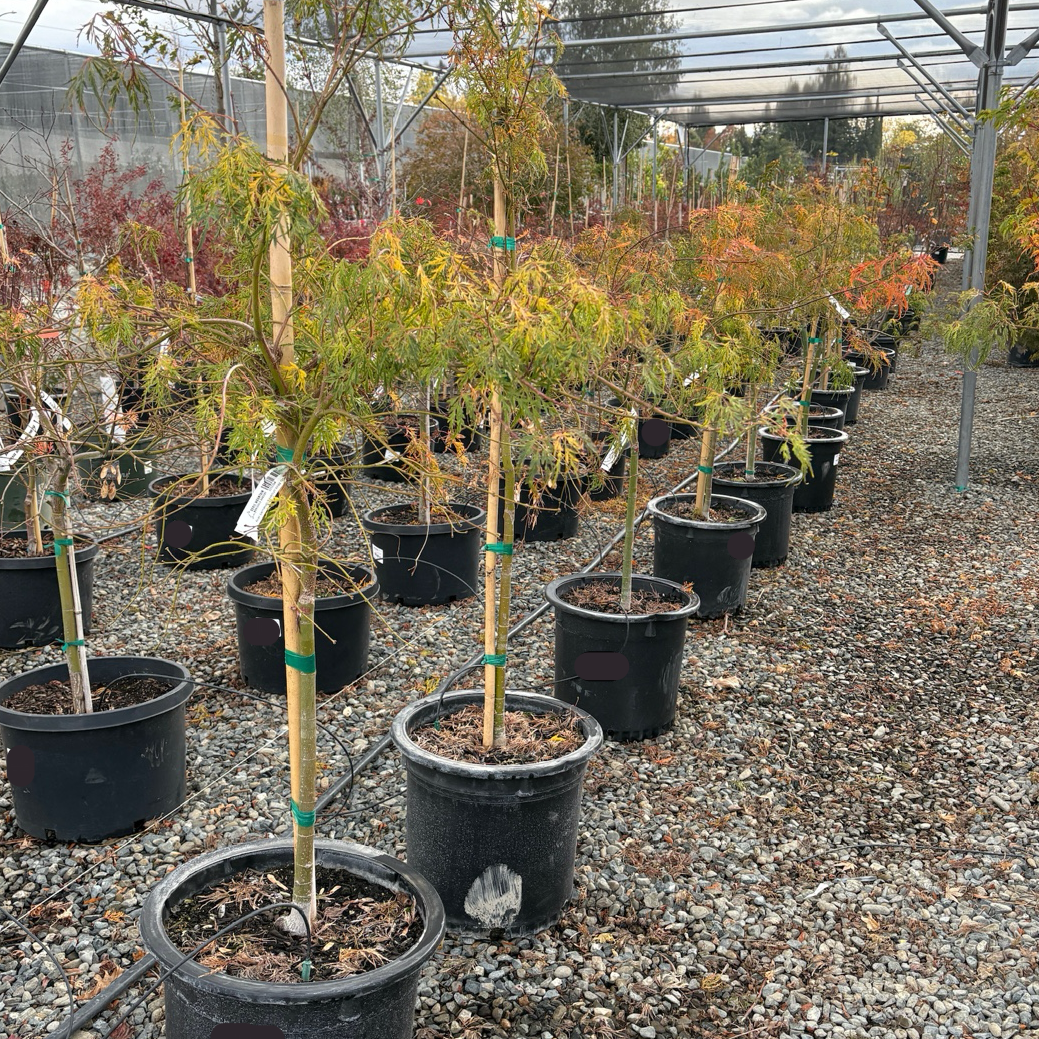 Viridis Lace Japanese Maple