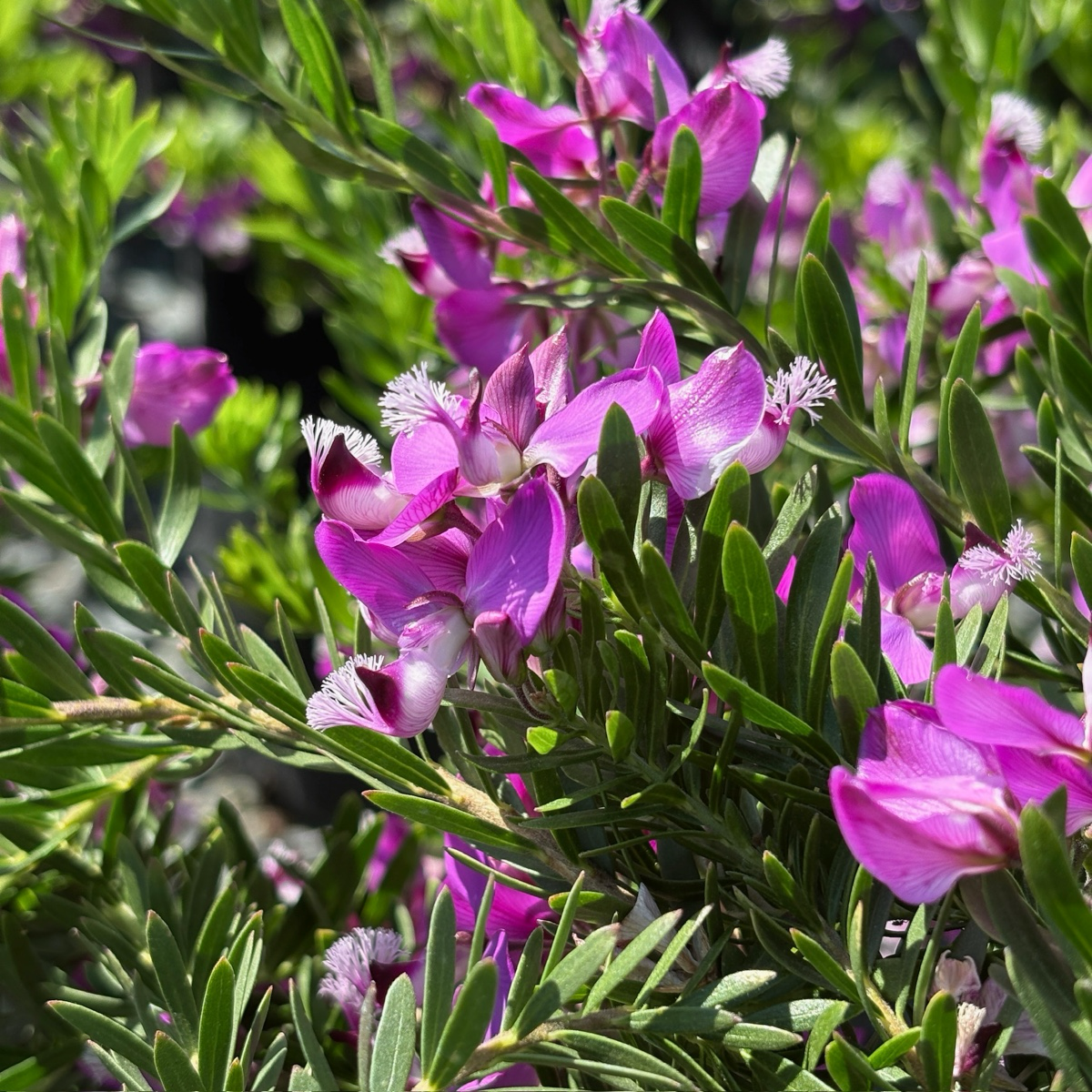 Grandiflora Sweet Pea Shrub