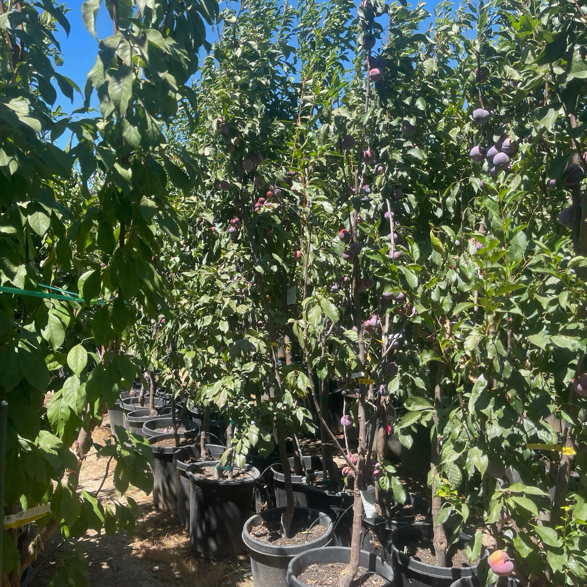Flavor King Pluot