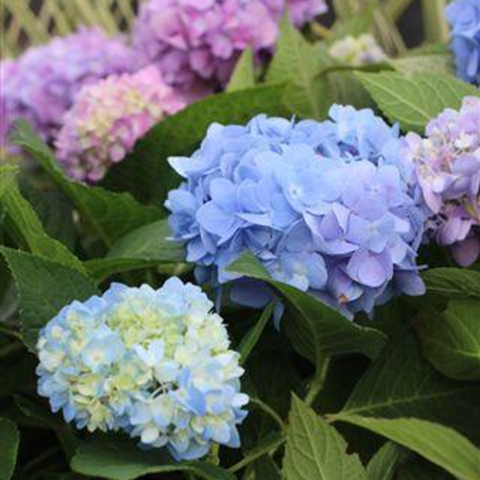 Nikko Blue Hydrangea