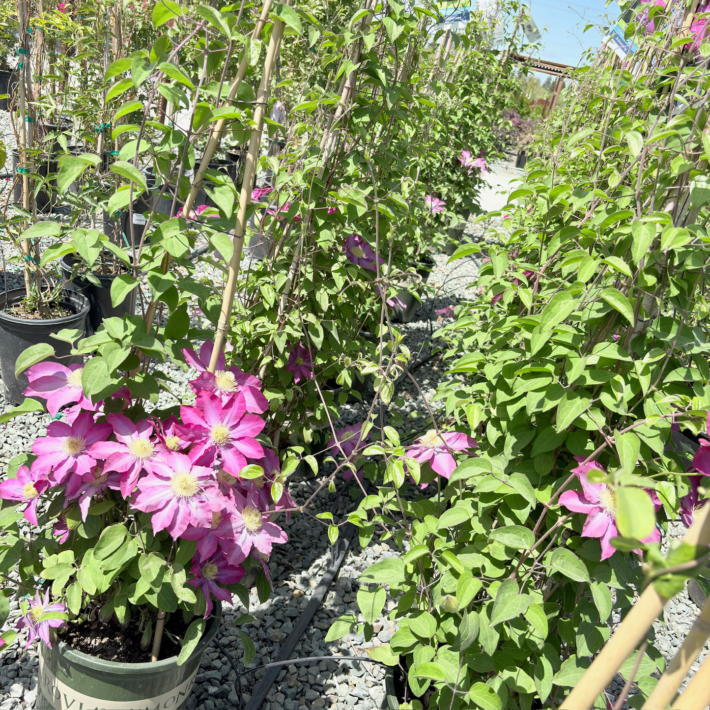 Pink Champagne Clematis