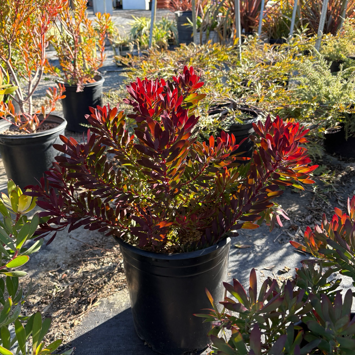 Winter Red Cone Bush