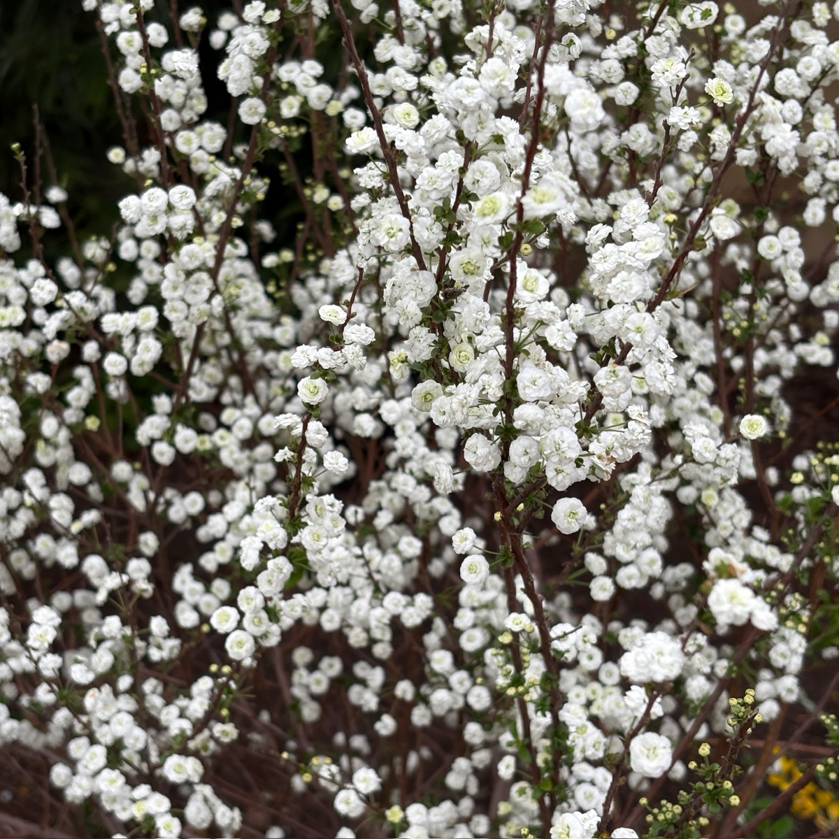 Bridal Wreath Spirea, Shoe Button Spirea