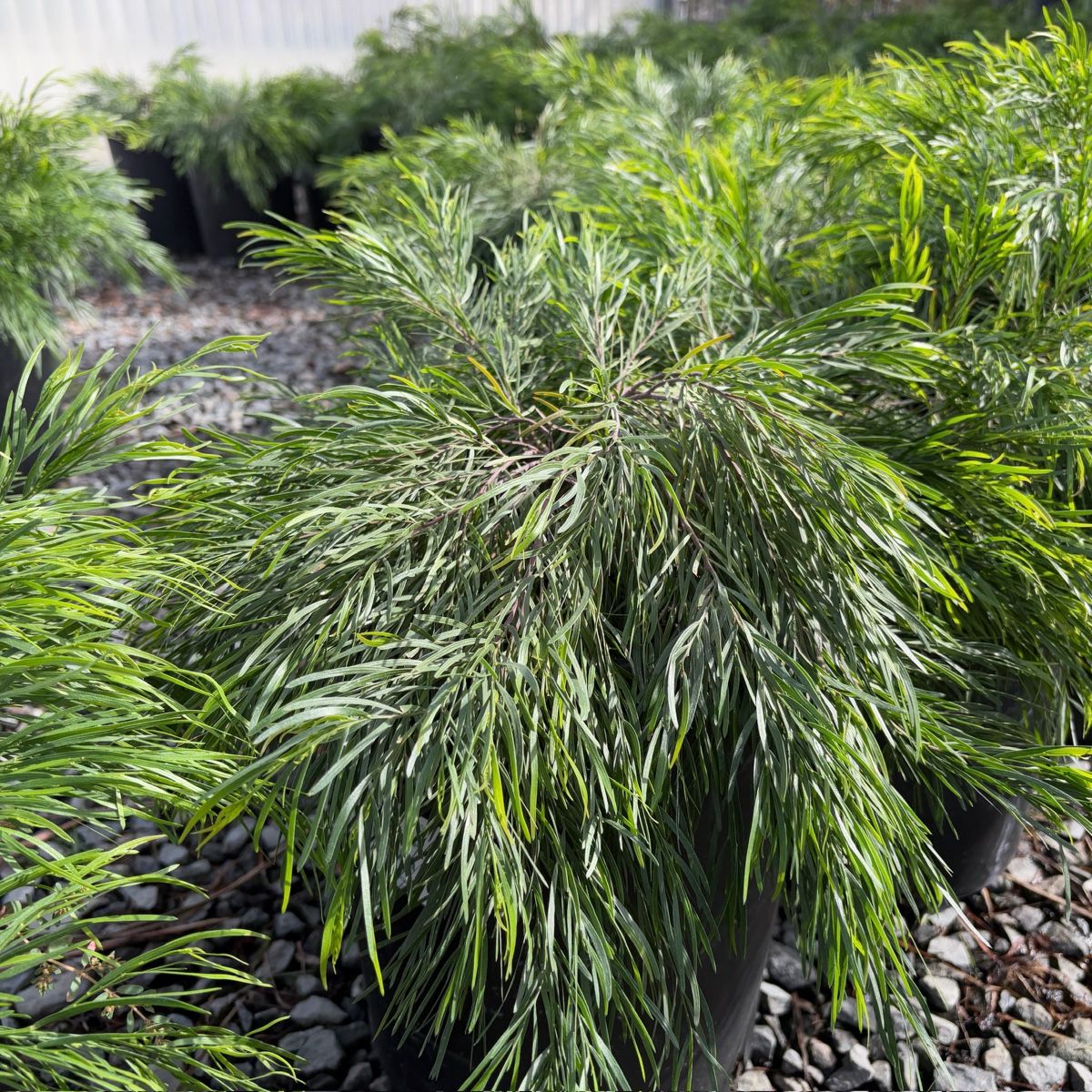 Cousin Itt Bower Wattle, River Wattle