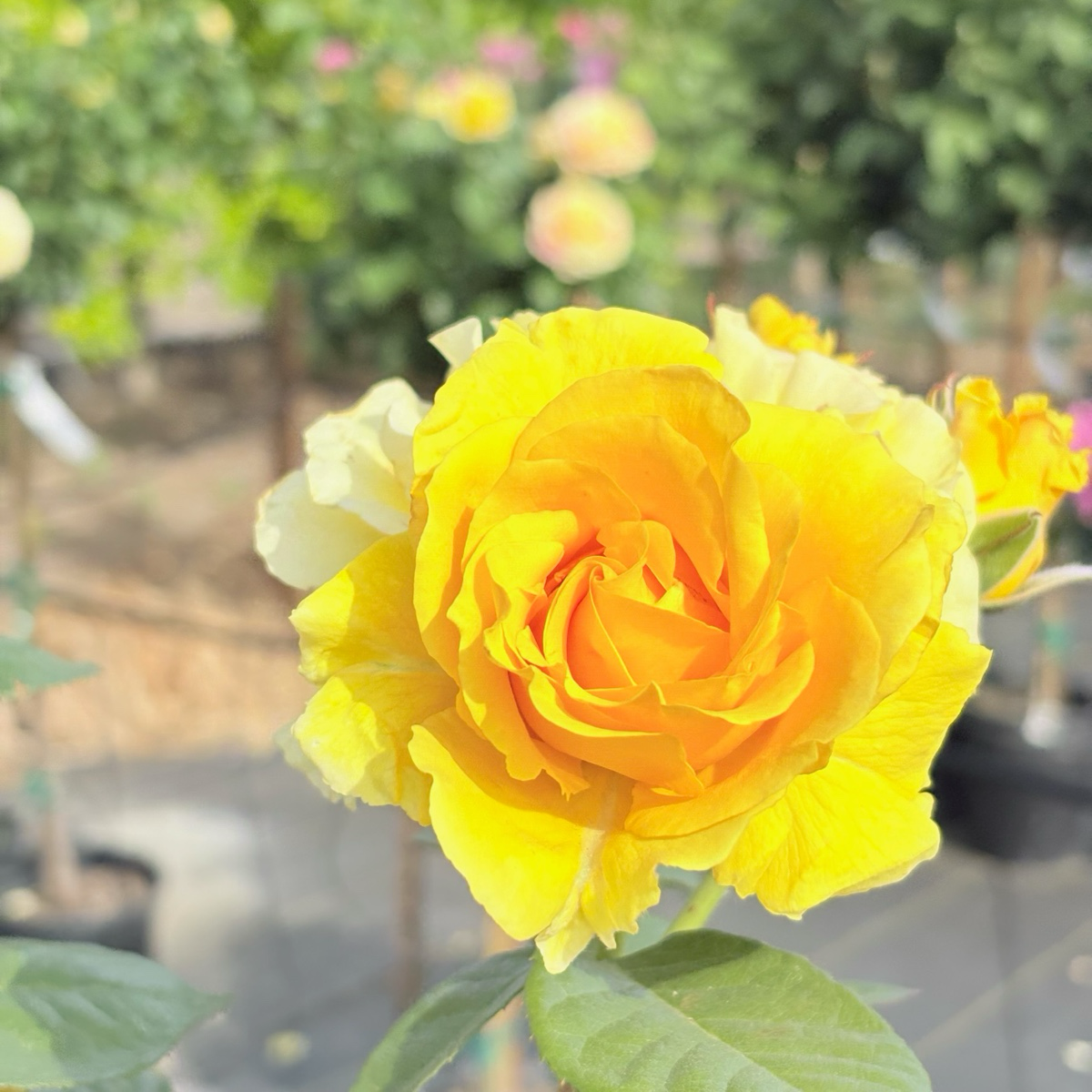 Doris Day Rose
