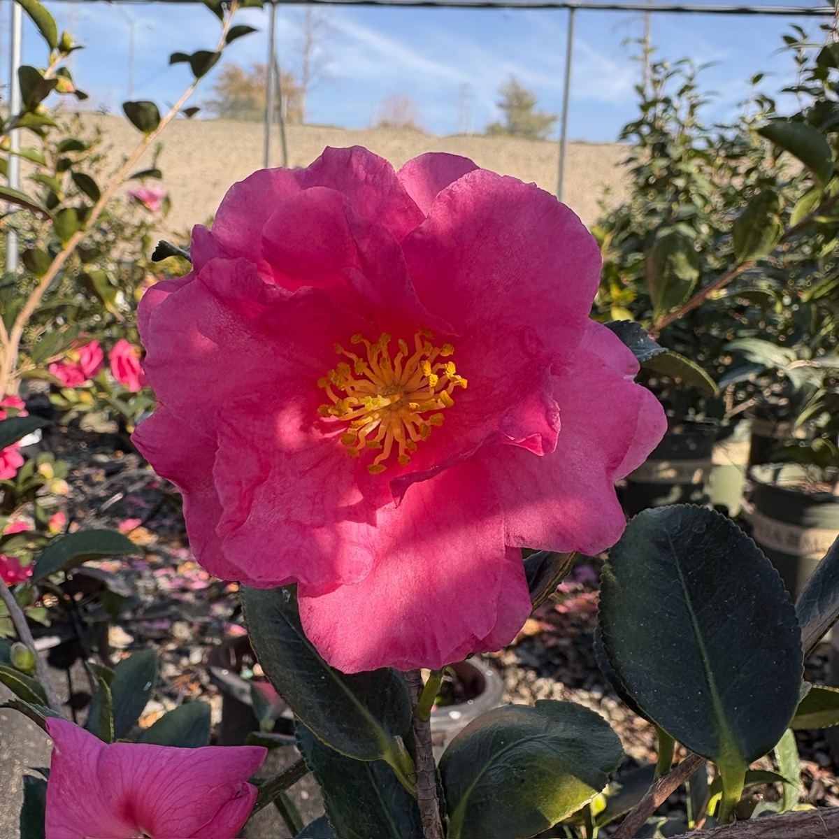 Shishi Gashira Camellia