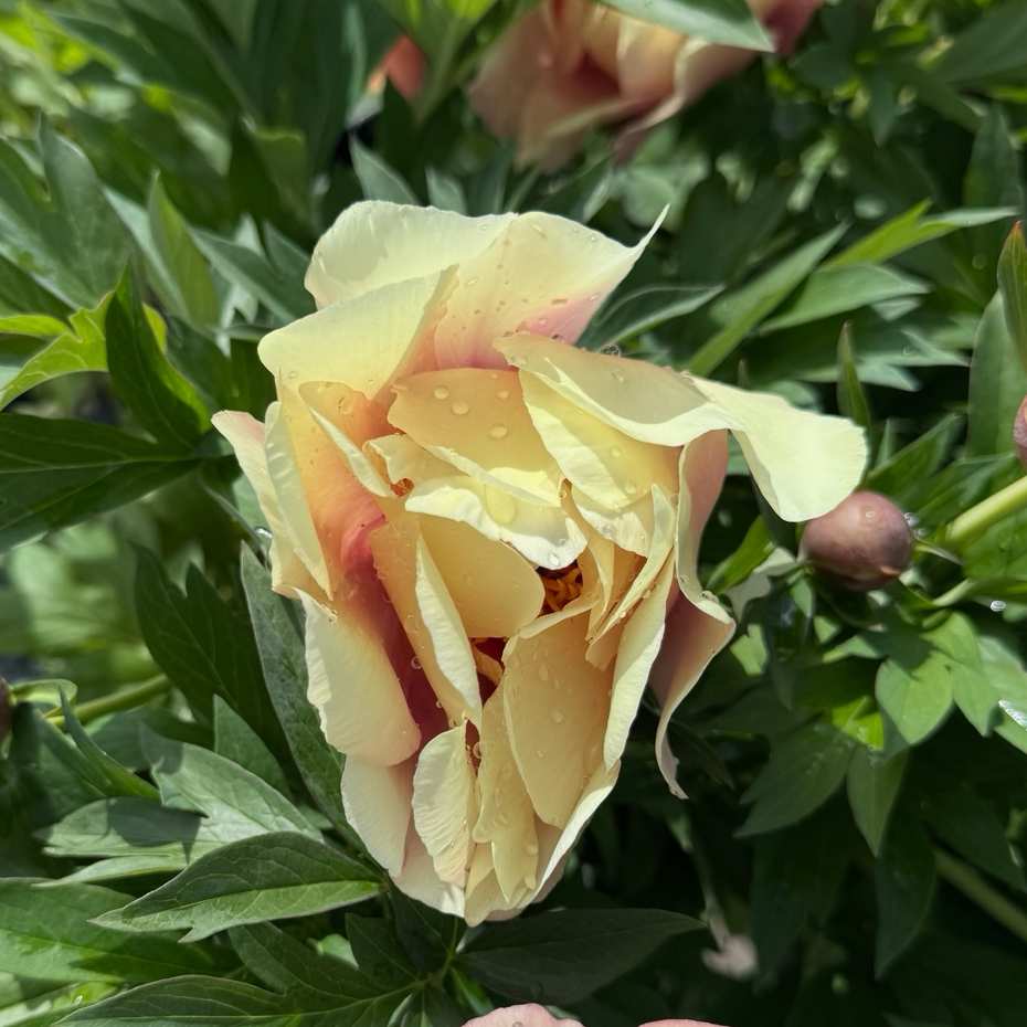 Pink Ardour Itoh Reony