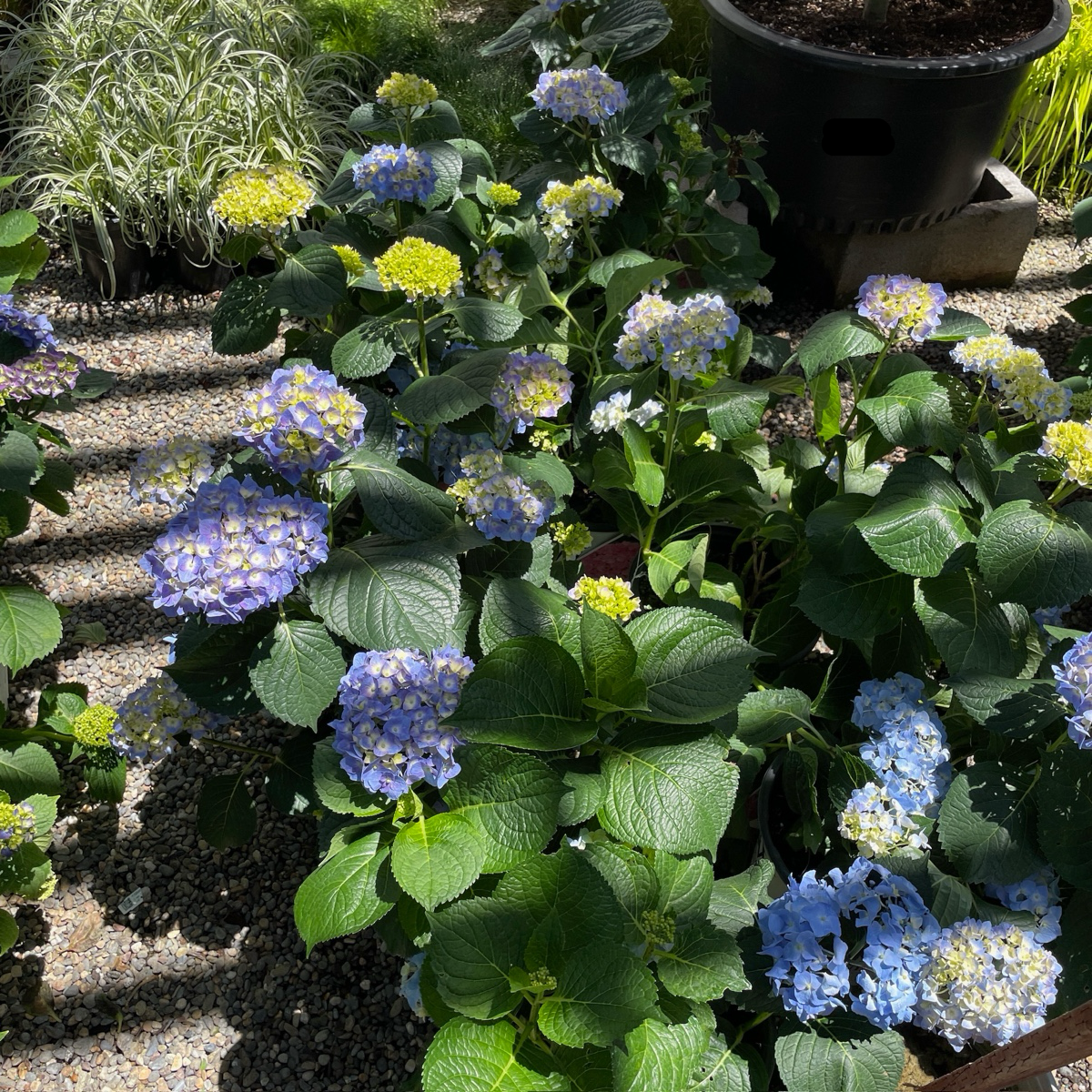 Blue Jangles Let's Dance®  Hydrangea