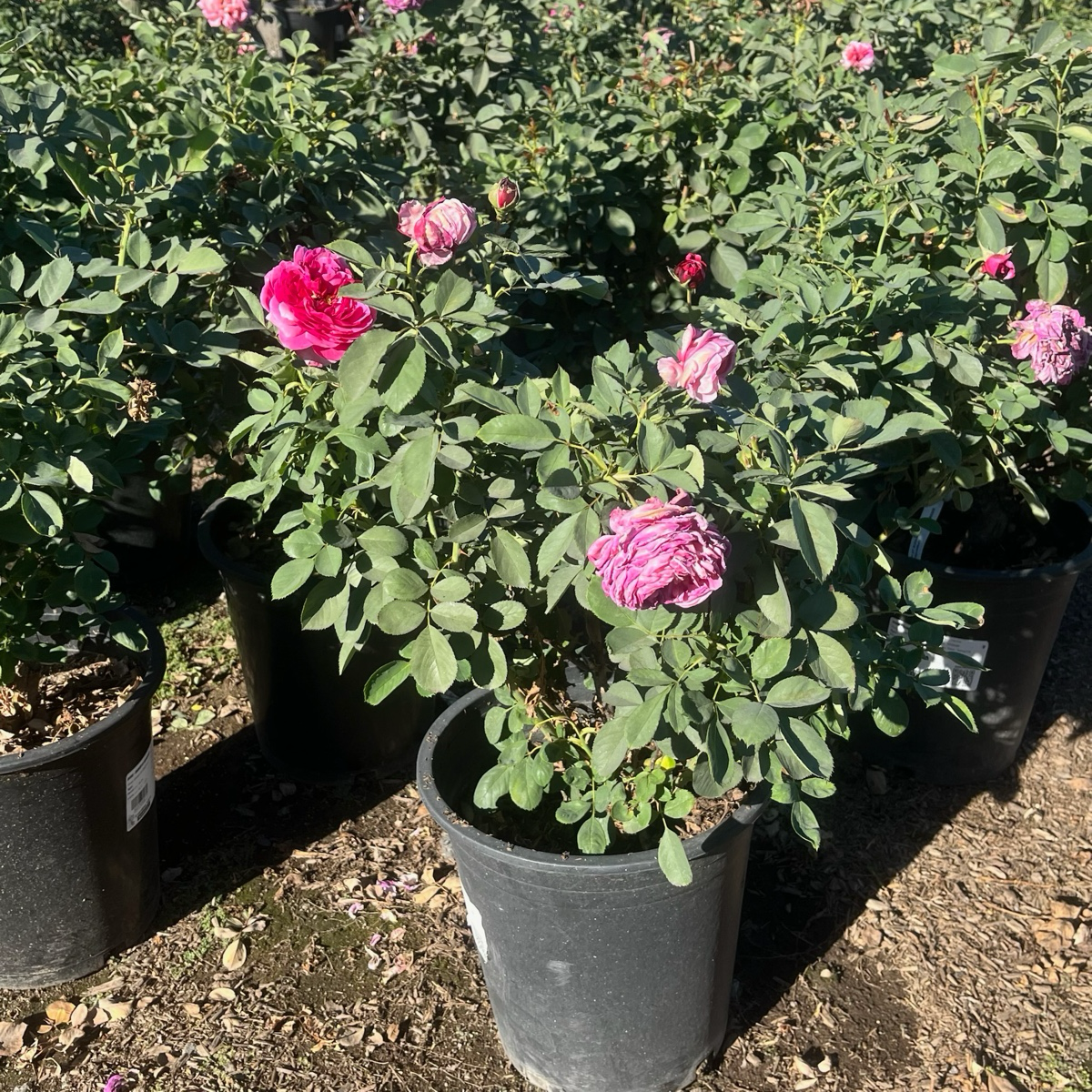 Queen Of Elegance Rose