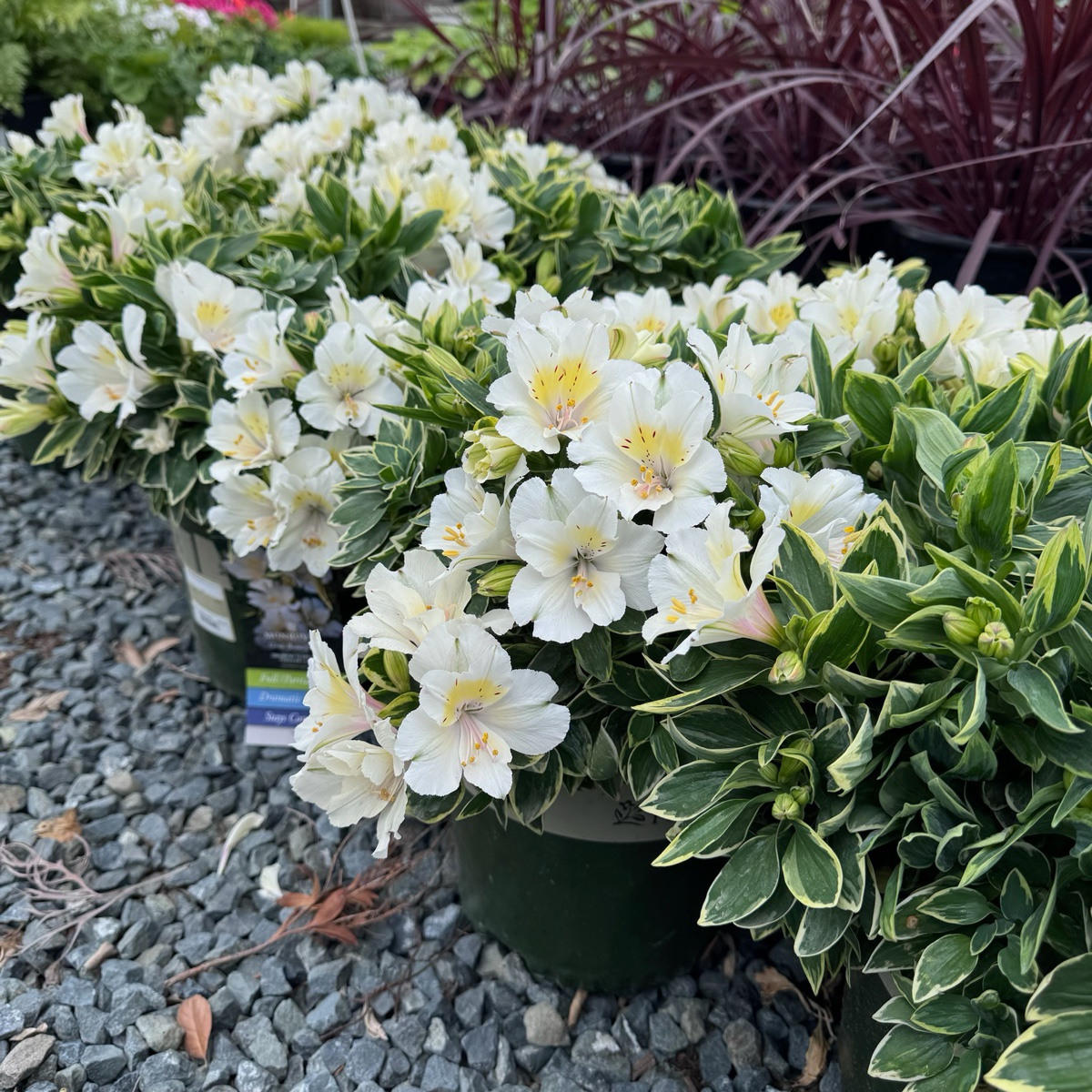 Colorita® Claressa Peruvian Lily
