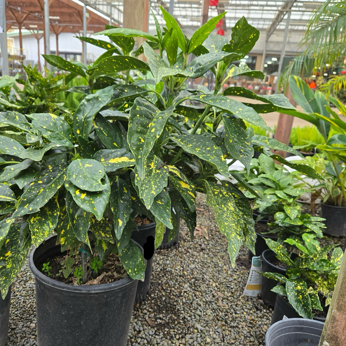 Spotted Laurel