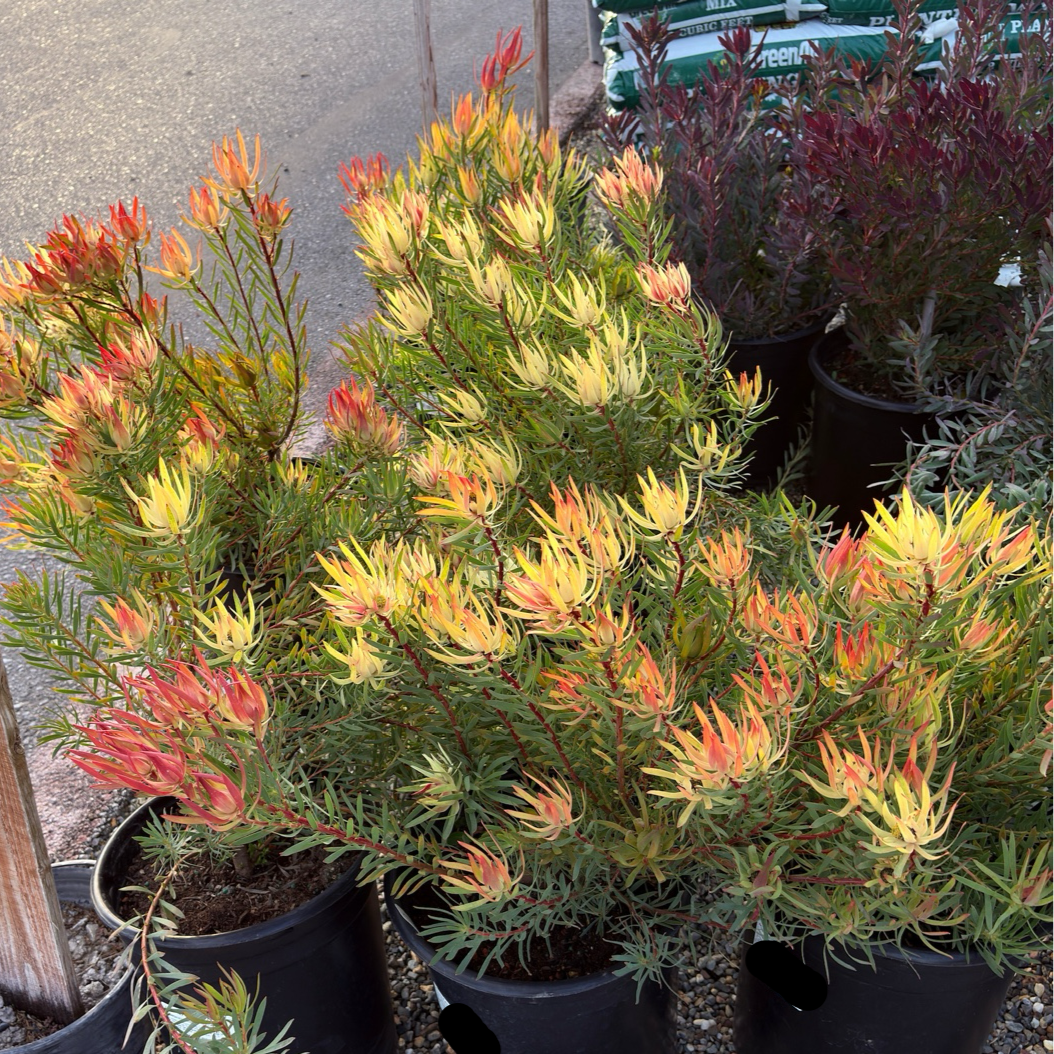 Summer Red Cone Bush