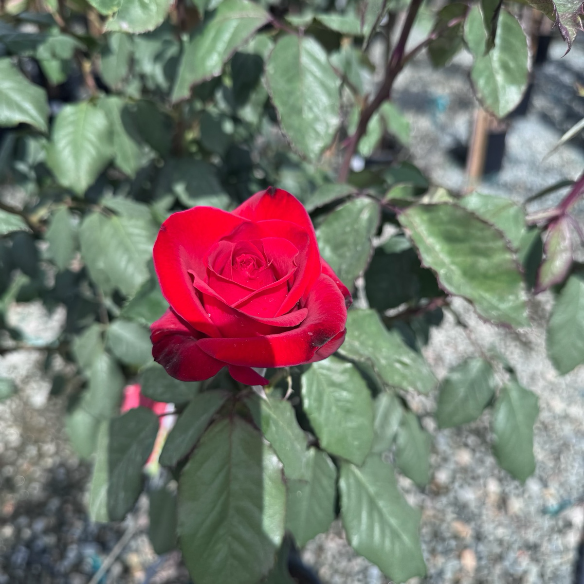 Olympiad Rose