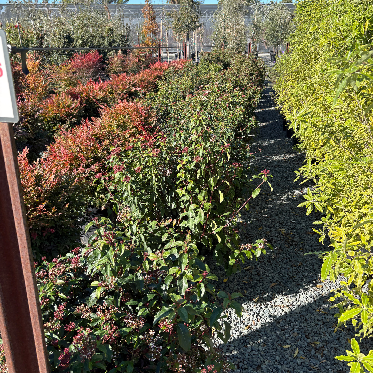 Spring Bouquet Viburnum, Laurustinus