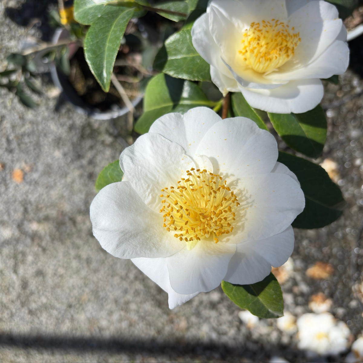 Swan Lake™ Camellia