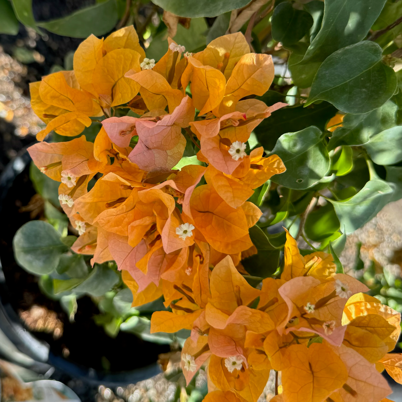 California Gold Bougainvillea