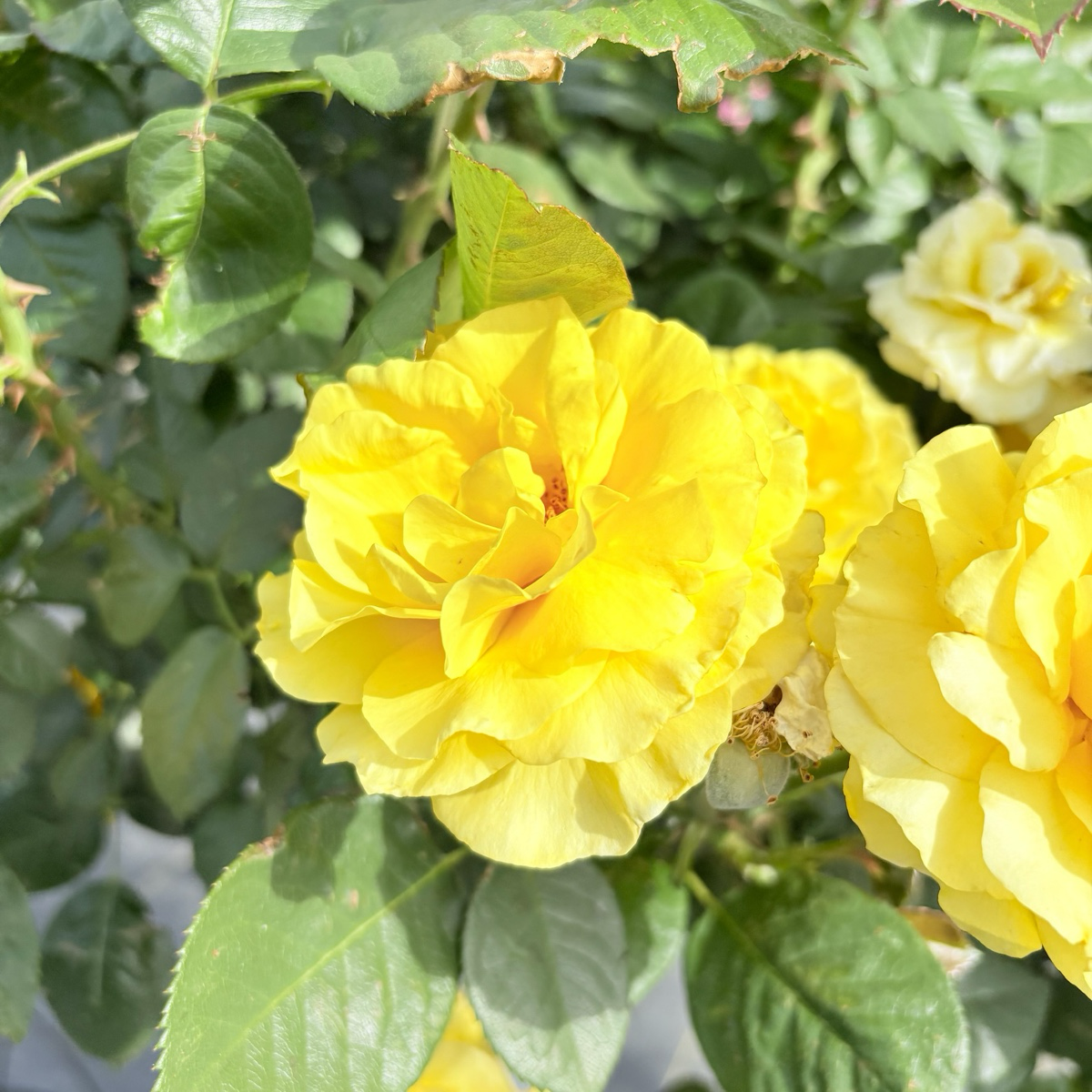 Doris Day Rose