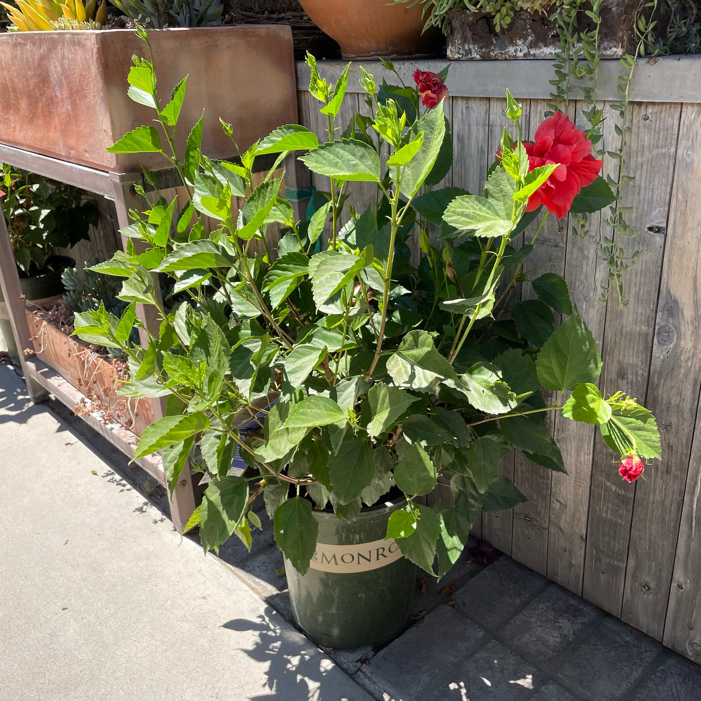 Hibiscus Flower Tree - Double Red Hibiscus