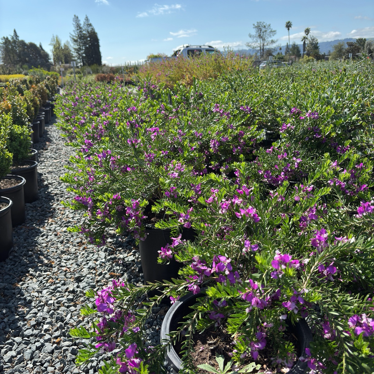 Grandiflora Sweet Pea Shrub