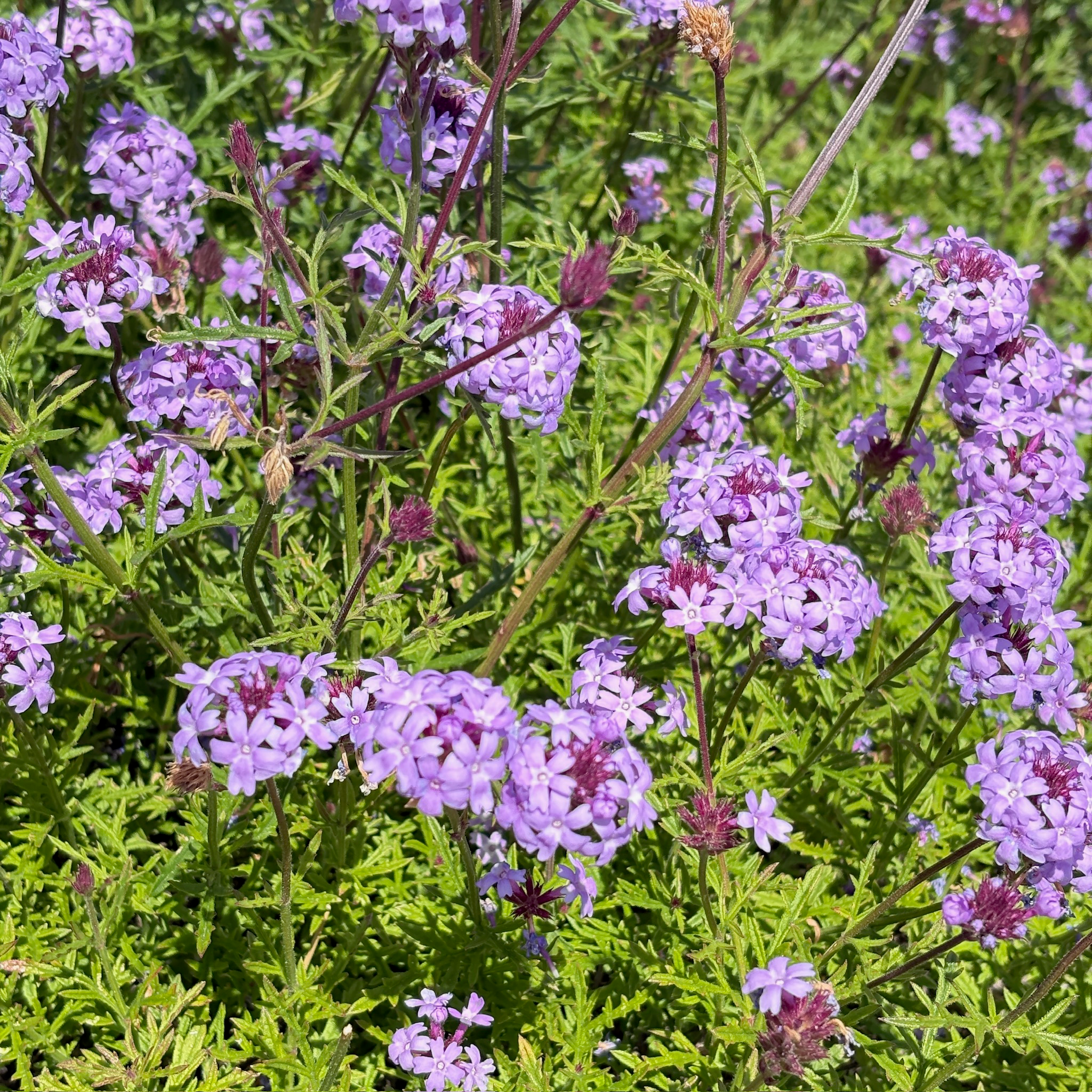 De La Mina Cedros Island Verbena