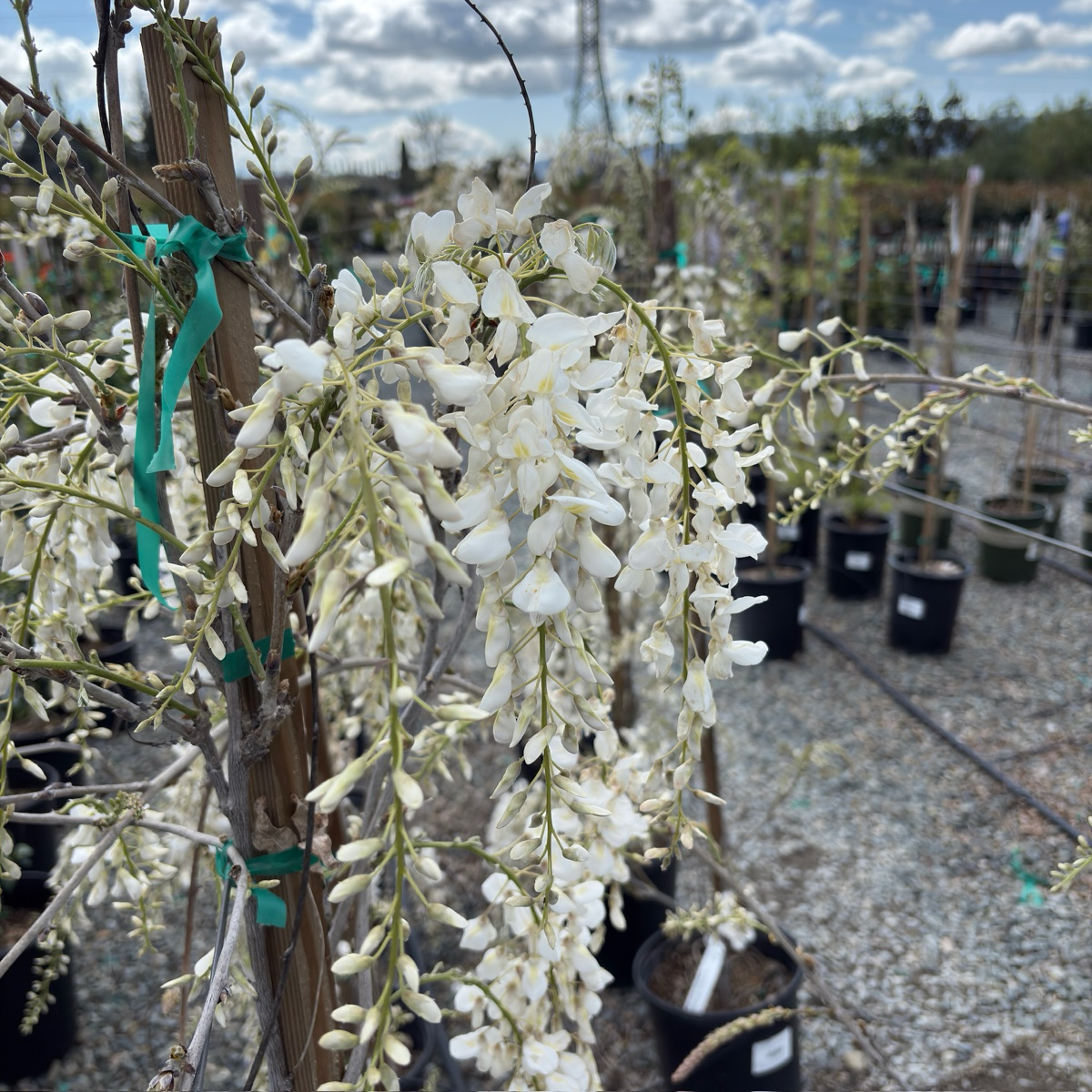 Texas White' Wisteria