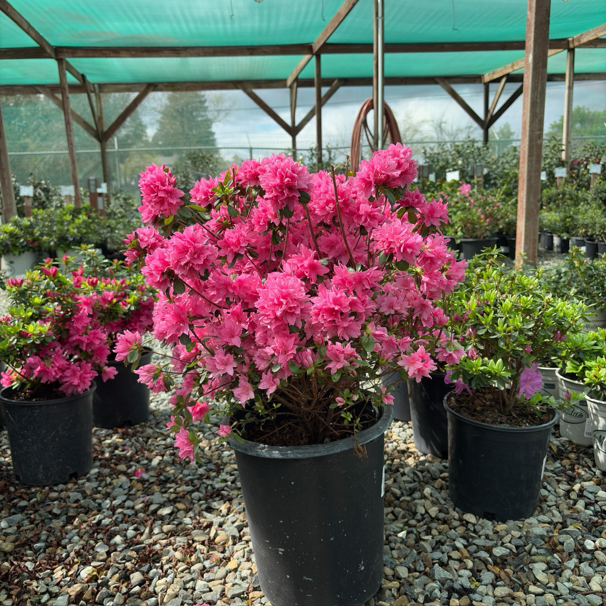Azalea ’Sherwood Pink‘