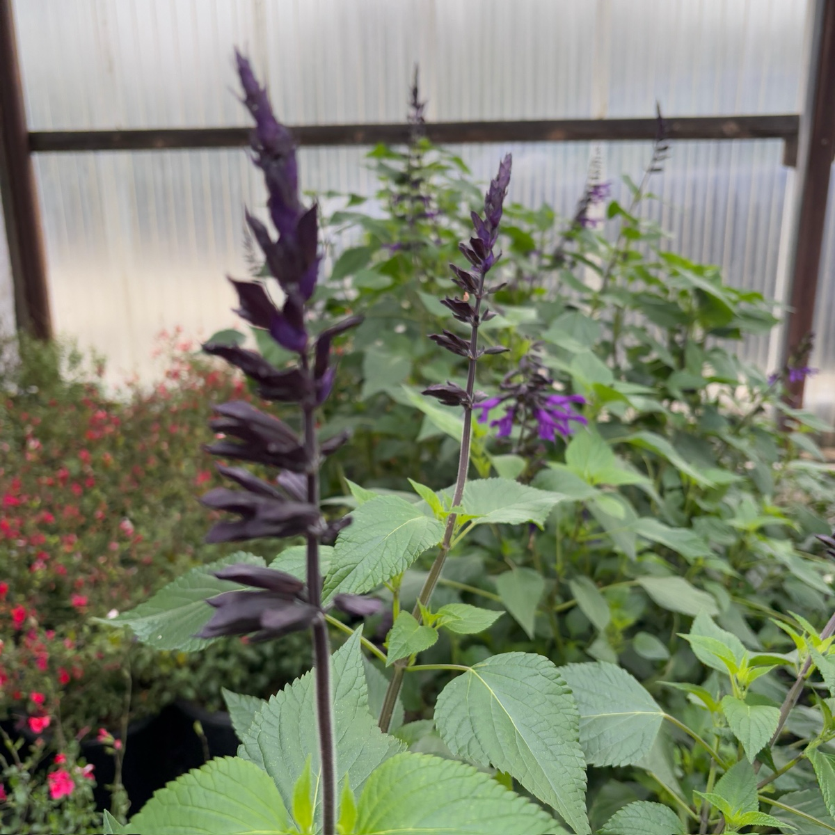 Sage-Pink Red Salvia ‘Kisses and Wishes’