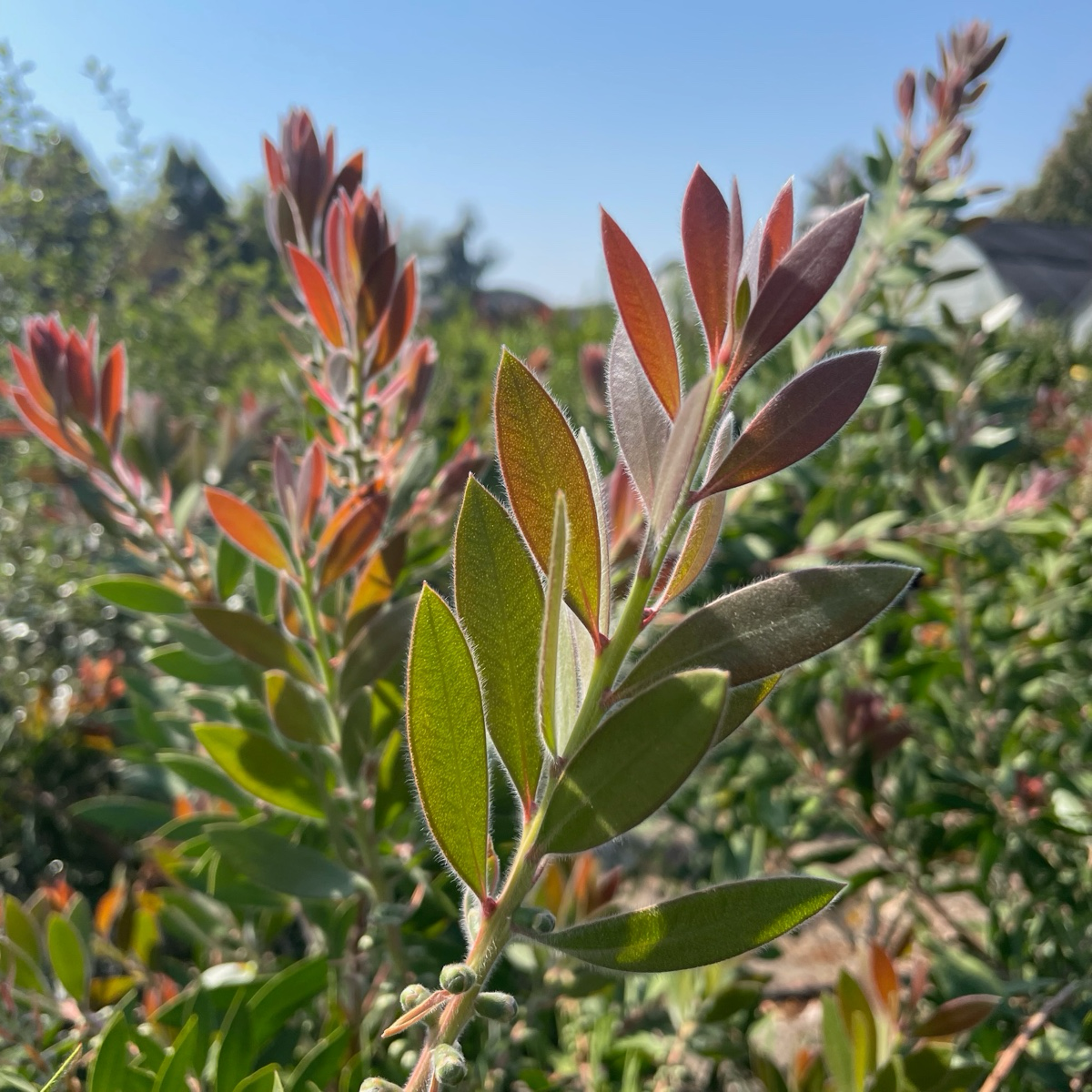 Bottlebrush Patio、Lemon Bottlebrush