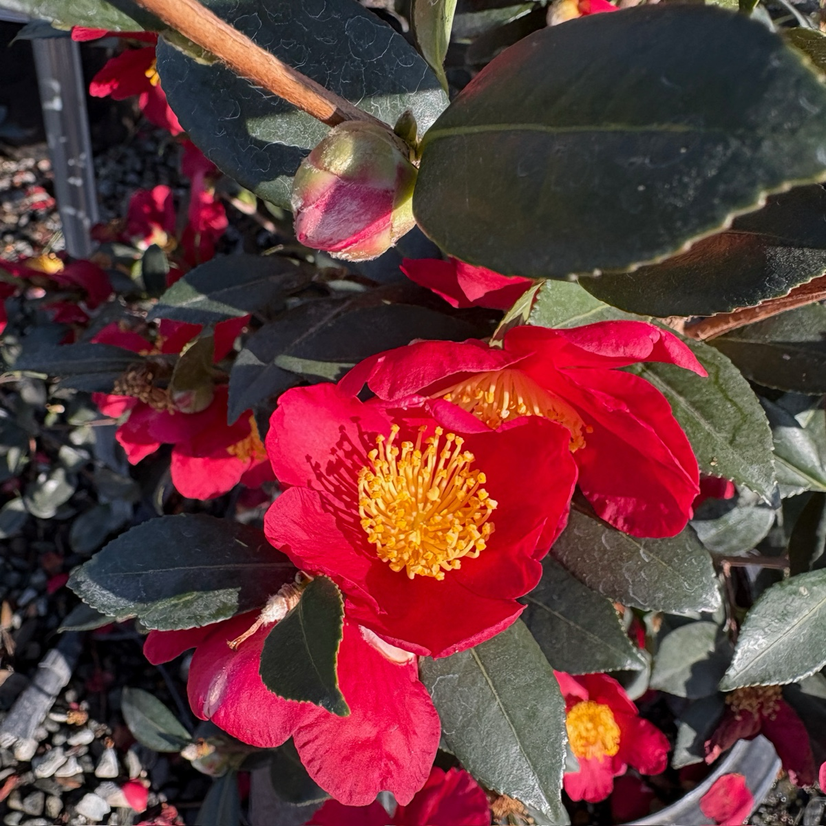 Yuletide  Sun Camellia