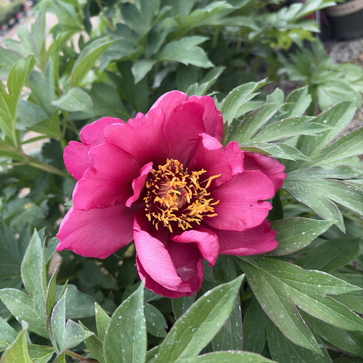 Pink Ardour Itoh Reony