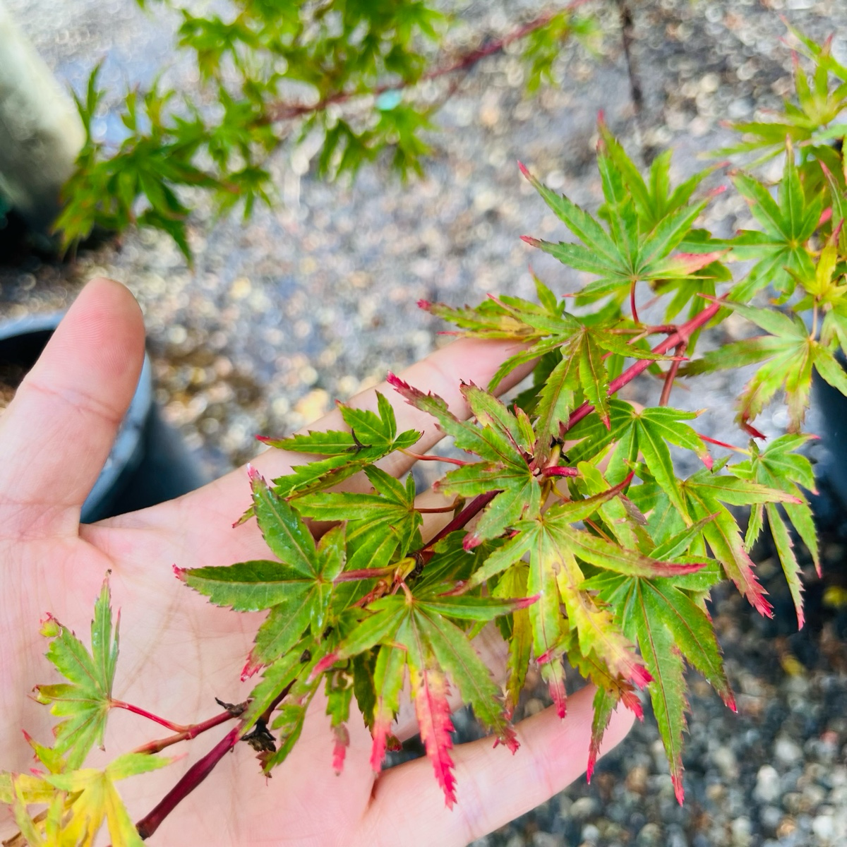 Japanese Maple - Witches Broom