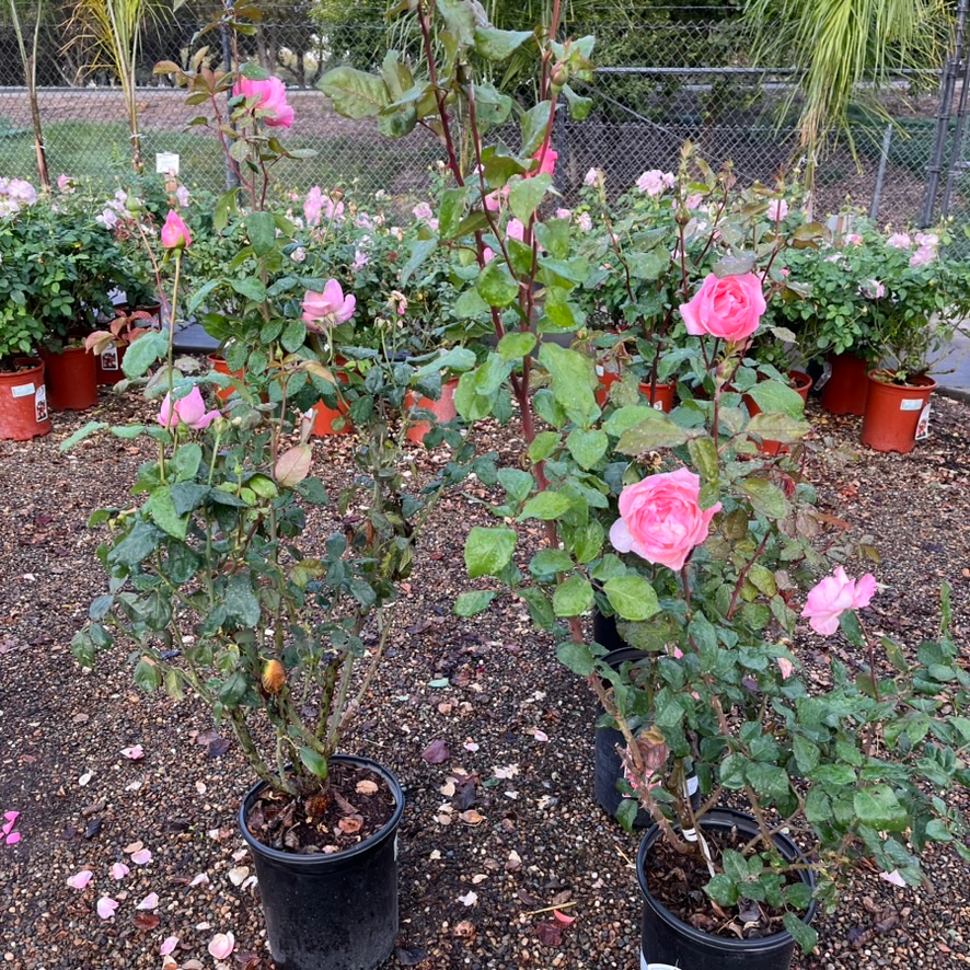 Queen Elizabeth Rose