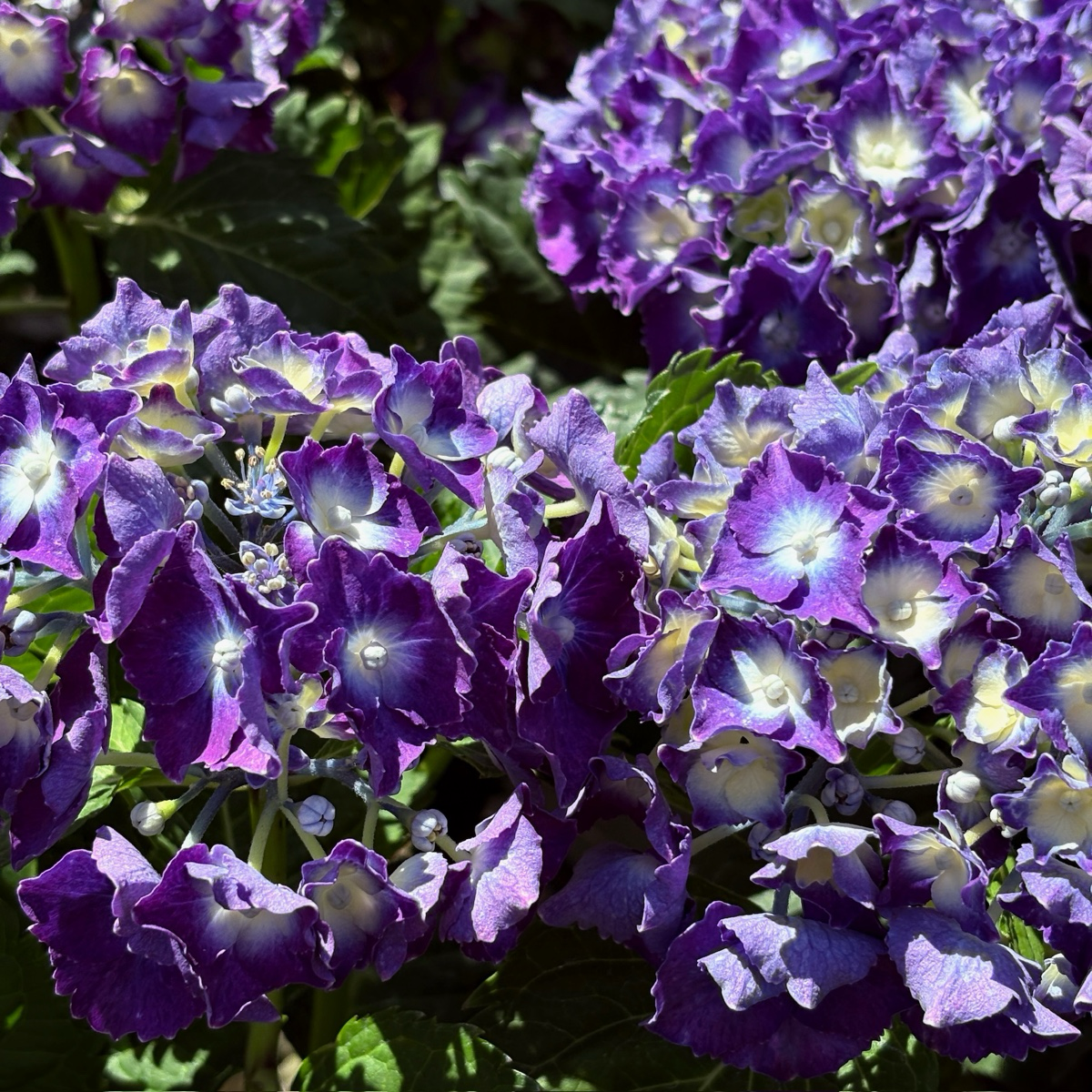 Royal Purple Bigleaf Hydrangea
