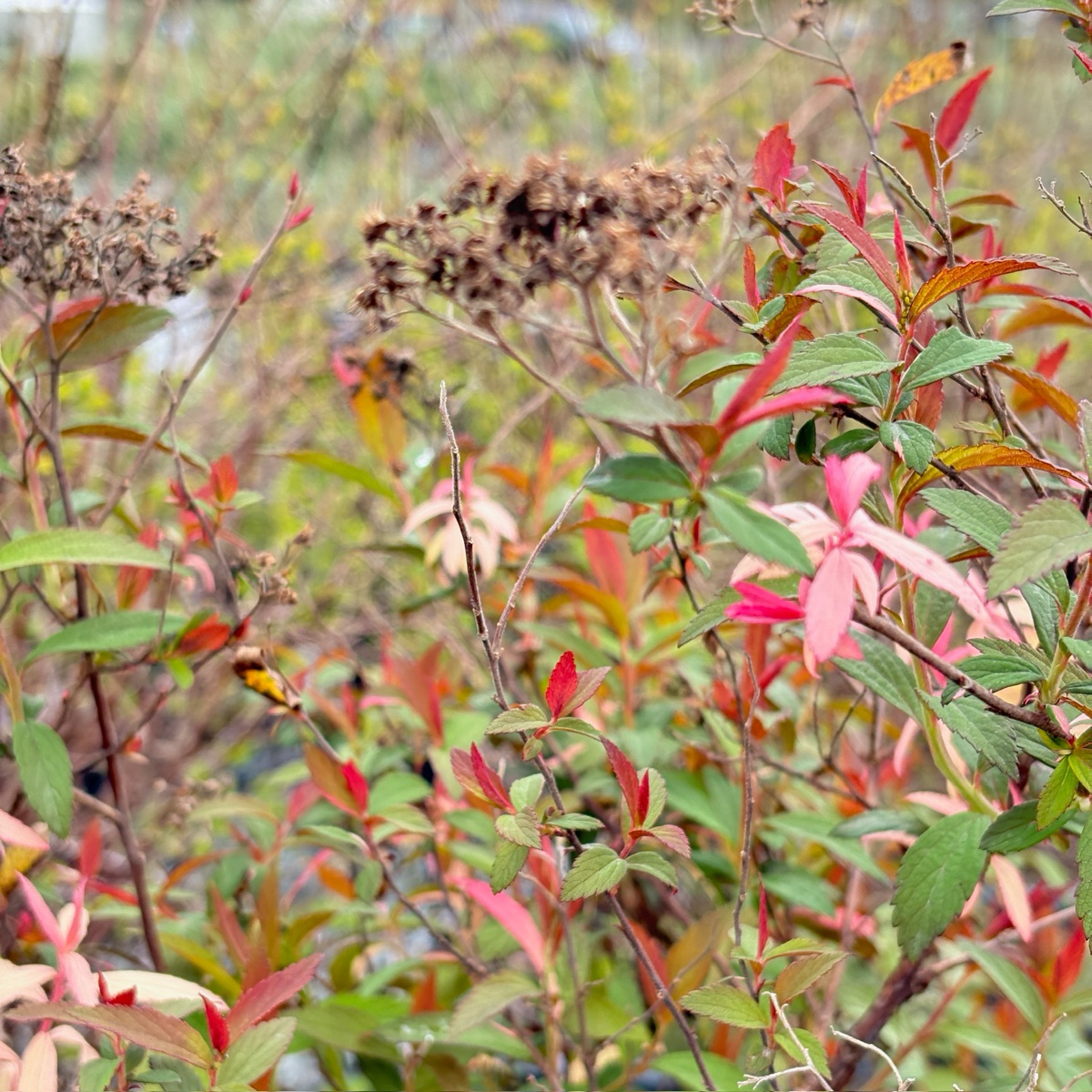 Anthony Waterer Spirea