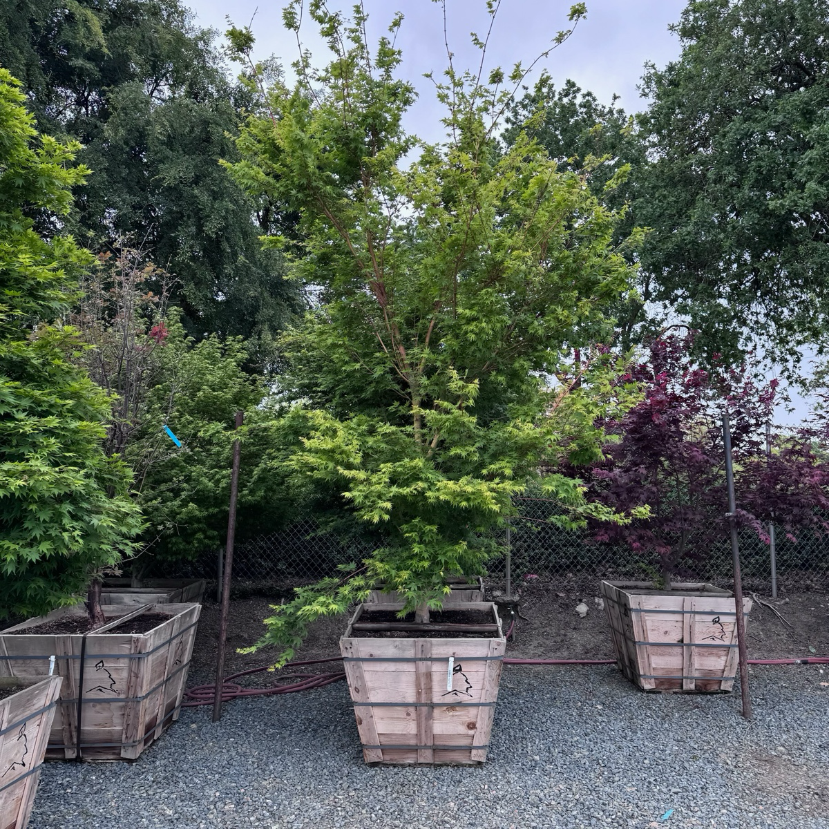 Coral Bark Maple