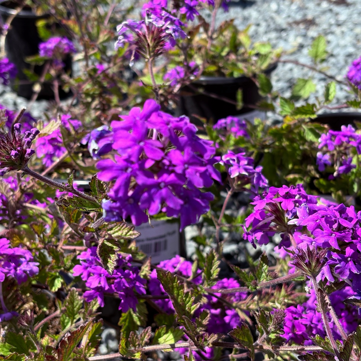 Homestead Purple Verbena