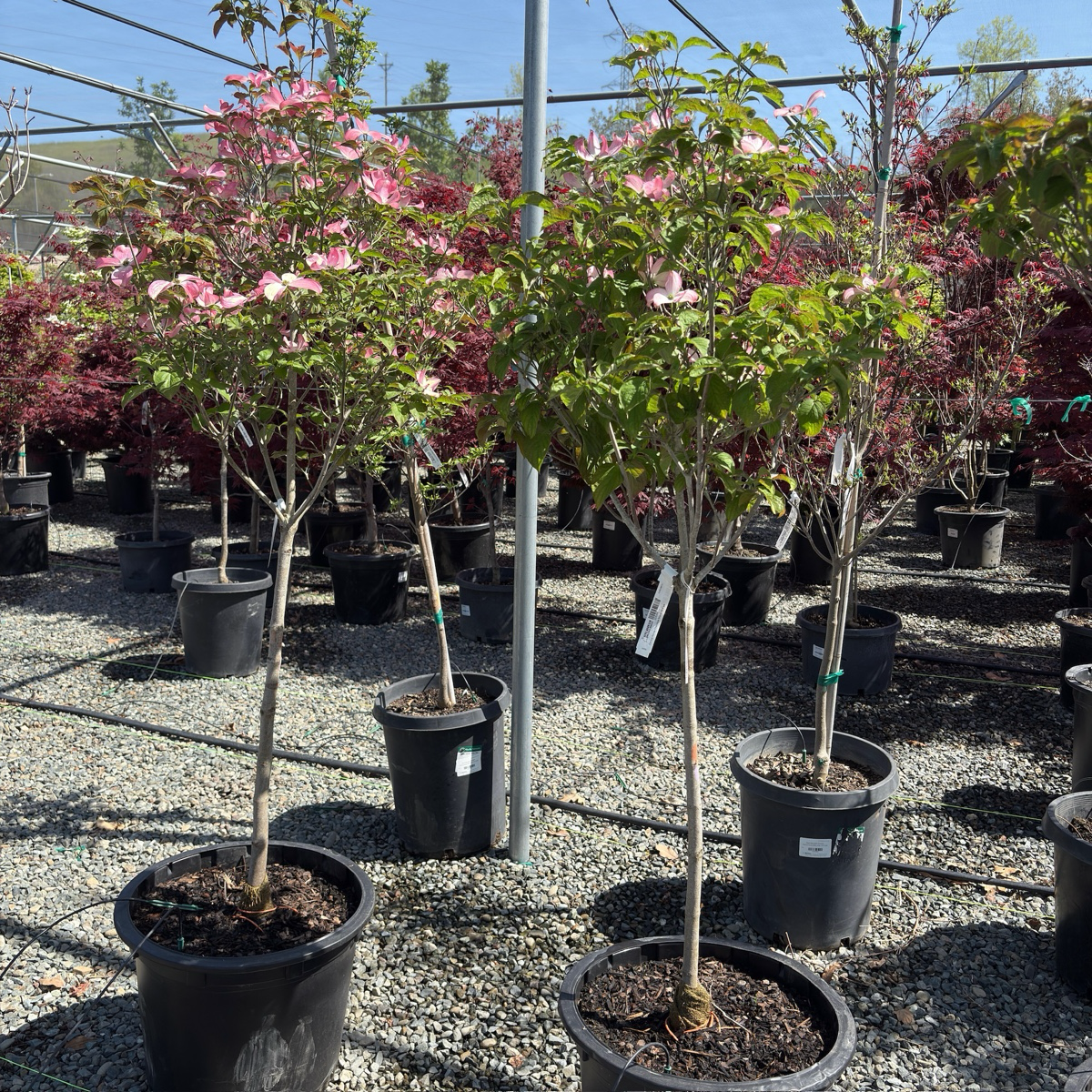 Pink Flowering Dogwood
